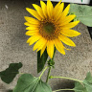 Meet your Posher, Casey